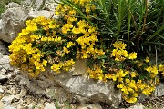 34 Fiori di ginestrino